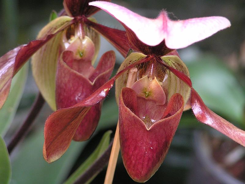 Orchidea.14.JPG - OLYMPUS DIGITAL CAMERA         